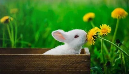 昭通最新的高价找中介取公积金违法吗方法分享(昭通中介取公积金怎么收费教程)